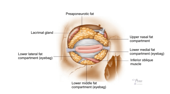 Cross section anatomy of the eyelid and eyebags (front)